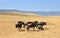 Group of Wildebeest standing on Safari