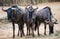 Group of wildebeests: animals from Africa