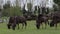 A group of wildebeests eat grass from a meadow in a wildlife park