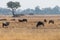 Group of wilderbeests grasing on a meadow in the savanna of moremi game reserver