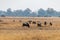 Group of wilderbeests grasing on a meadow in the savanna of moremi game reserver