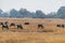 Group of wilderbeests grasing on a meadow in the savanna of moremi game reserver