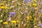 A group with wildflowers as cornflower and clover