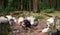 Group of wildlife black and white feathered turkeys walking in the woods.