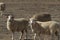 Group of Wiltipoll sheep looking at the camera while grazing in the pasture