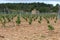 Group of wine vines in the field