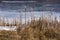 A Group of Winter Cattails by a Frozen Lake