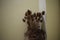 Group of withered thistles in a pot inside a house