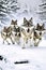 A group of wolfs running in the snow