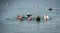 A group of women enjoy bathing at a gender segregated beach in Tel Aviv