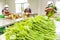 A group of women farmers picking and packaging fresh Chayoteâ€™s leaves and other vegetables in greenhouse. Wang Nam Khiao,