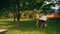 A group of women in shirts dancing with their friends in the middle of a park full of shady trees