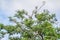 Group of wood storks and roseate spoonbill in a tree in the zoo thailand