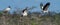 Group of wood storks soaring through the sky above lush deciduous trees with sprawling branches.