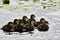 Group of Woodduuck Ducklings swimming on the lake.Ã£â‚¬â‚¬Ã£â‚¬â‚¬Ã£â‚¬â‚¬