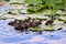 Group of Woodduuck Ducklings swimming on the lake.ã€€ã€€ã€€