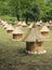 Group wooden bee hives with thatched roof