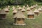 Group wooden bee hives with thatched roof