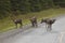 Group of Woodland Caribou along the Alaska Highway