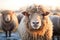 group of woolly sheep close-up in frosty field