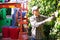 Group of workers harvesting plums with sorting machine