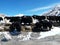 A group of yak in ladakh mountain area