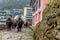 Group of yaks carry stuff in Lukla on Mt.everest base camp