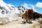 Group of Yaks carrying goods along the route to Everest Base Camp in the Himalayan Mountains of Nepal