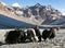Group of yaks in the great himalayan mountains