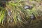 Group of yellow bellied terrapins, Trachemys scripta scripta