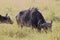 Group of yellow-billed oxpeckers on an african buffalo