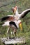 Group of Yellow-billed stork (Mycteria ibis)
