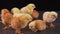 Group of yellow and brown newborn chicks