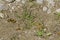 A group of yellow butterflies drinking water on the puddlein the Lozen mountain near to Pasarel village