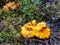 Group of yellow chantarelle mushrooms in the moss between dry leaves and forest vegetation