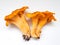 Group of yellow chantarelle mushrooms on white background