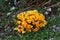 Group of yellow crocus flowering in early spring