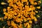 Group of yellow crocus or saffron, Crocus flavus