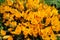 Group of yellow crocus or saffron, Crocus flavus, floral background