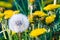 Group of yellow dandelion flowers and blowball