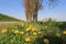 A group yellow dandelions in the green verge along a road in the dutch countryside in springtime