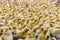 Group of yellow ducklings in indoor farm housing