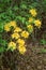 Group of Yellow Flame Azalea Flowers â€“ Rhododendron calendulaceum