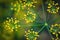 Group of yellow flowers of dill