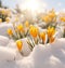 a group of yellow flowers in the snow