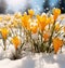 a group of yellow flowers in the snow