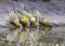 A Group of Yellow footed Green Pigeons drinking water