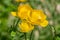 A group of yellow globeflower or globe flower is on a green background of leaves and grass in a park in summer