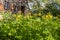 Group of yellow Greater celandine grows on a green background of leaves and grass in a park in summer