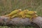 A group of yellow iguanas are sunbathing on dry wood.